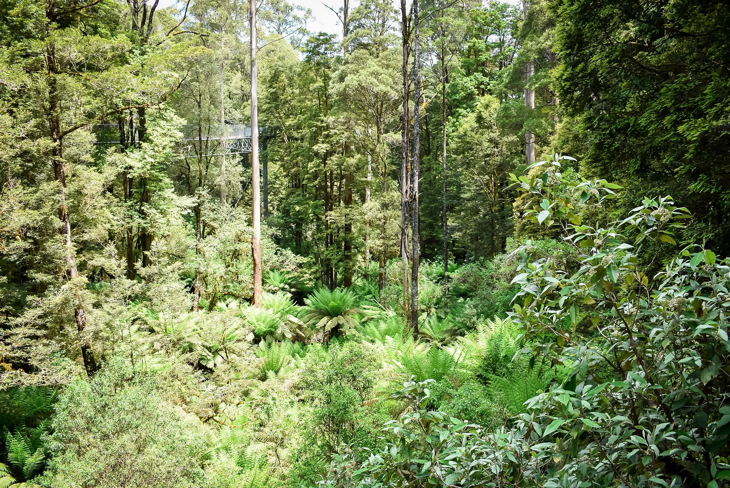 Otwayflytreetopadventures Forest