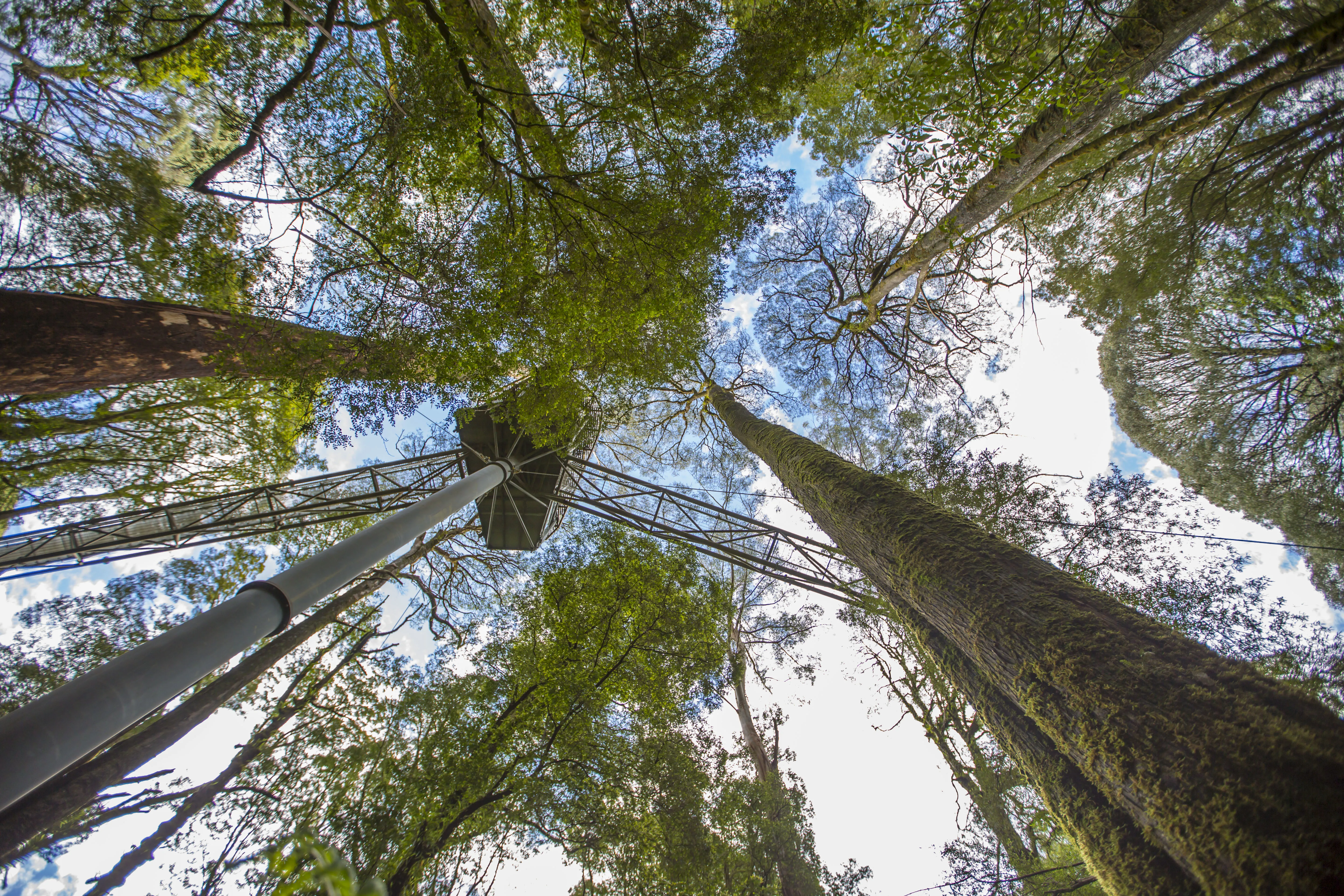 looking up at forest