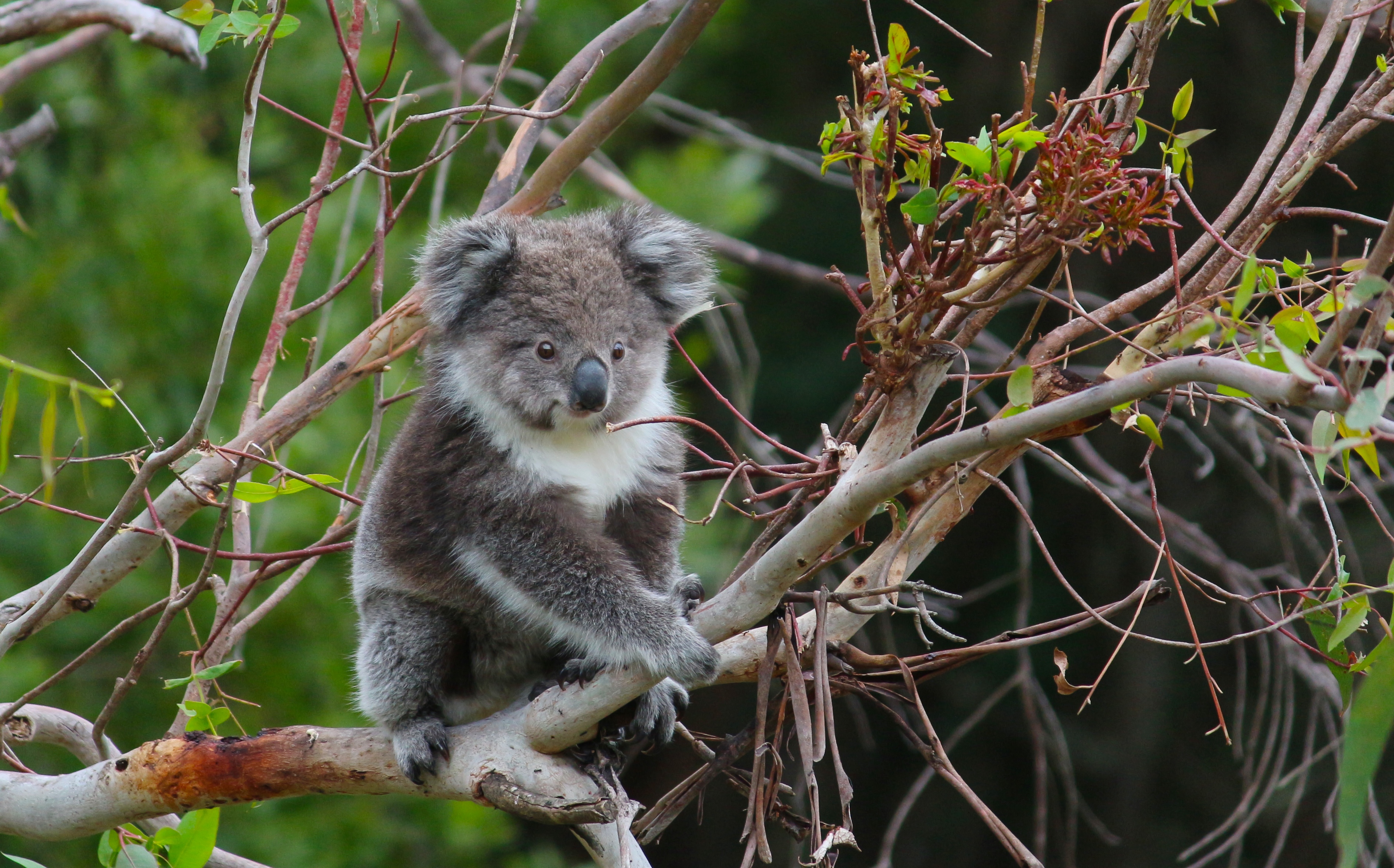 Wildlife Wonders Wildlife Koala 17 Mark Lepla