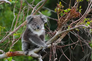 Wildlife Wonders Wildlife Koala 17 Mark Lepla